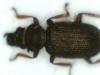 Ochthebius lejolisii